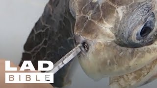 Trash Isles Turtle Gets Plastic Straw Removed From Its Nose By Rescuers  ladbiblestories [upl. by Liggett]