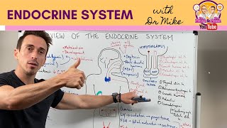 Overview of the Endocrine System [upl. by Lemra]