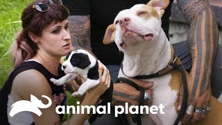 3 rescates conmovedores  Pit bulls y convictos  Animal Planet [upl. by Ollehto]