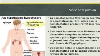 L’hormone de croissance [upl. by Darda314]