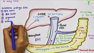 Enterohepatic Circulation of Bile Acids [upl. by Ahseiuqal]