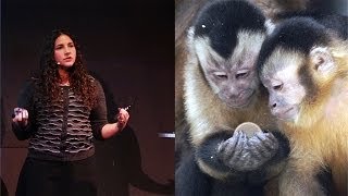 The Evolution of Irrationality Insights from Primates  AMNH SciCafe [upl. by Rodrich875]