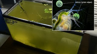 Raising Daphnia for the Freshwater Aquarium [upl. by Eramal505]