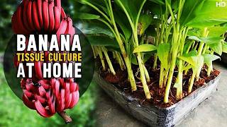 Banana Tissue Culture At Home  How to do Banana Plant Tissue Culture at Home [upl. by Lauralee]