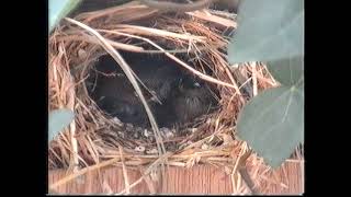 Doug freeman waxbill 1 part B [upl. by Haldi]