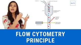 Flow Cytometry Principle  Basics in Hindi  Part I [upl. by Ainotna]