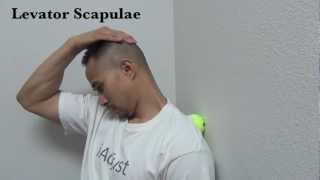 Tennis Ball NeckShoulder Levator Scapulae amp Upper Trapezius [upl. by Idnahs641]