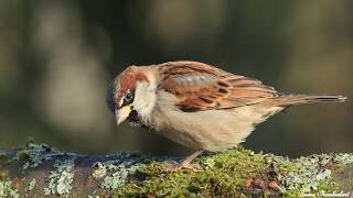 chants  cris du moineau domestique HD songs calls house sparrow [upl. by Massie917]