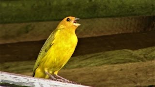 Canto Para Esquentar o Canário da Terra  Gravado ao Vivo na Natureza ✔ [upl. by Costin313]