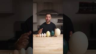 I Cooked the World’s CRAZIEST Eggs [upl. by Andriette]