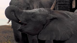 Hidden Elephant Camera  Waterhole Africas Animal Oasis  BBC Earth [upl. by Clower289]