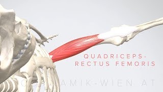 Quadriceps Rectus Femoris 3D Animation [upl. by Kim]