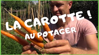 Réussir la carotte au potager [upl. by Rosenblatt]