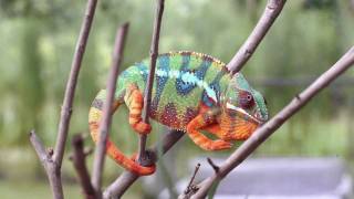 Real Chameleon Color change [upl. by Hukill]