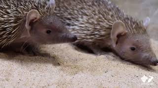 Zoo Insider  Lesser Madagascar Hedgehog Tenrec [upl. by Alyaj]