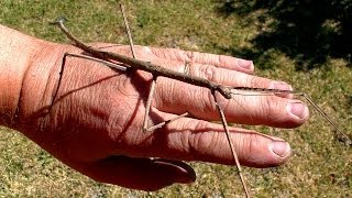 Giant Stick Insect Amazing Beautiful Nature [upl. by Sharai260]