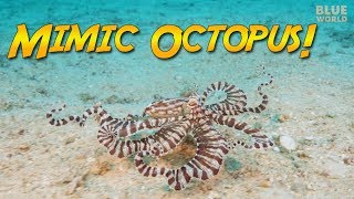 The Mimic Octopus can it REALLY impersonate other animals [upl. by Aley453]