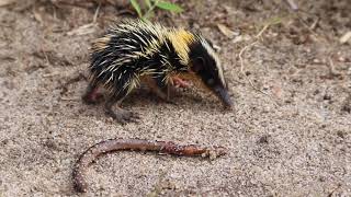 Lowland streaked tenrec endemic from Madagascar [upl. by Arrak]