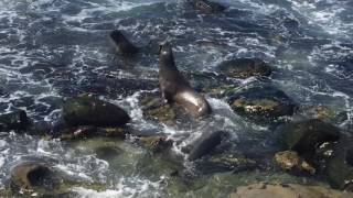 Seals barking in La Jolla [upl. by Anastassia]