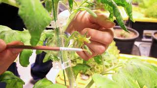 5 Ways To Hand Pollinate Tomatoes for Great Success [upl. by Allayne]