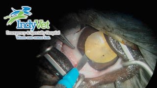 Canine Cataract Surgery Phacoemulsification [upl. by Bertha216]