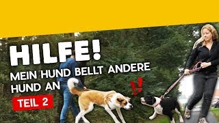 Hundebegegnungen Teil 2 Hilfe mein Hund bellt andere Hunde an Training 16 2019 [upl. by Nnaillek439]