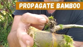 Easy Way To Grow Bamboo By Cuttings [upl. by Iams]