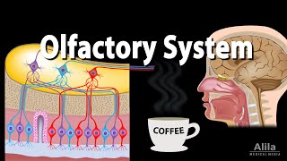 Olfaction  structure and function  Processing the Environment  MCAT  Khan Academy [upl. by Ettenna]