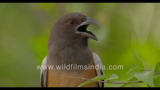 Rufous Treepie sits with its beak open to get respite from the oppressive summer heat [upl. by Solim]