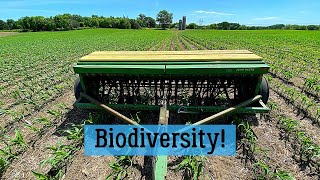 Interseeding Cover Crops Into Corn [upl. by Lynnelle]