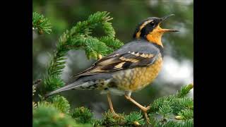 varied thrush sound singing [upl. by Reeba]