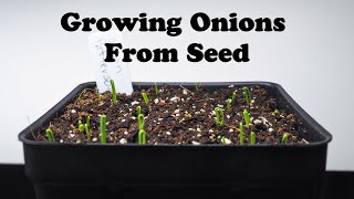 Starting Onions from Seed [upl. by Acir]