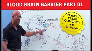 Blood Brain Barrier  Part 1 [upl. by Samoht568]