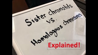 Homologous Chromosomes vs Sister Chromatids Explained [upl. by Shanks]