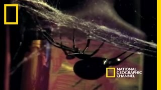 Deadly Mates Black Widow Spider  National Geographic [upl. by Klinger]