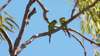 Budgerigars in the Wild [upl. by Noeht947]