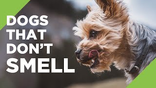 10 Dogs That Dont Smell [upl. by Nnaylloh]