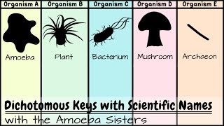 Dichotomous Keys Identification Achievement Unlocked [upl. by Ynaffets703]