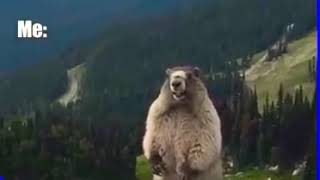 Shouting marmot meme Original Read DESC [upl. by Maude]