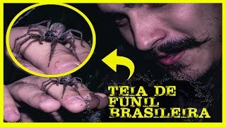 ARANHA TEIA DE FUNIL brasileira [upl. by Aynek]