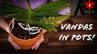 Growing Vanda Orchids in Pots  Thoughts and Repotting [upl. by Evslin]