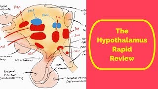 The Hypothalamus Rapid Review [upl. by Hurlbut503]