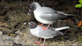 Bird Sex in the Galapagos [upl. by Tnahs422]