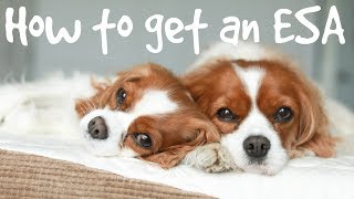 HOW TO REGISTER AN EMOTIONAL SUPPORT ANIMAL ESA [upl. by Iden197]