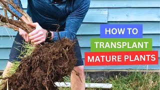 How To Transplant Mature Plants [upl. by Oremo]