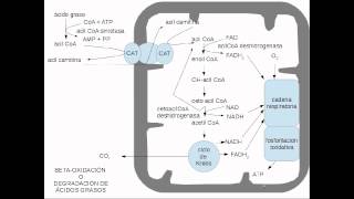 lipidos metabolismo [upl. by Ciprian]