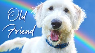 Old Friend  Dog Loss Song 🐶  StoweGood [upl. by Romeo]