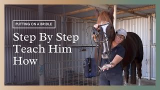 How To Put A Bridle On A Horse  Teaching Him Step By Step [upl. by Lliw605]