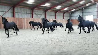 10 frisky Friesian horses [upl. by Kayley]