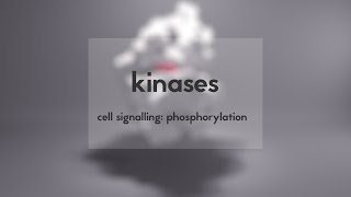 Cell signalling kinases amp phosphorylation [upl. by Ris536]